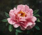 unknow artist Realistic Pink Rose Germany oil painting art